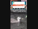 SNSバズリ大賞2021奇跡の瞬間で紹介されました。師走のカルガモ!?