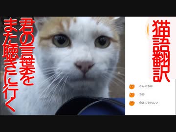 看取った地域猫の声をにゃんトークで猫語翻訳してみた