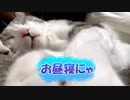 お昼寝中の猫
