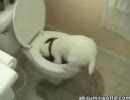 犬　ＶＳ　トイレ
