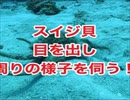 スイジ貝が目を出して周りの様子を伺う！スキューバダイビング