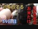 【39日目】お米だけで鶏を育てる