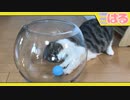 子猫の液状化実験 クッソかわいい液体にしたいんです！【召喚獣はる】