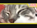閲覧注意のクッソ恐怖映像 子猫の第３のまぶた【召喚獣はる】