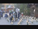 穂高神社 神竹灯（かみあかり）2021を眺める　1/3鳥居前