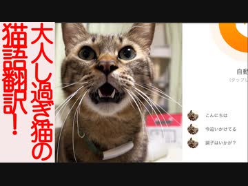 声が控えめ過ぎる次男坊猫のにゃんトーク猫語翻訳に挑む