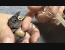 レアカラーの子のお迎え