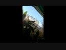 QQ_a前。近況全容。_20211204_燃え盛る朝鮮策動の全員出動に迎撃街宣をチョットだけ。。