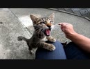 公園の子猫、ナデナデしたら喜んで膝の上に乗ってきた