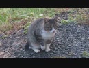 Just a Cat
