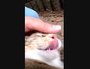 男が見た！フニャフニャ猫の実態！？#Shorts【野良猫】【感動猫】