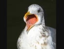 ビッグマウス