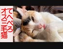 病弱オス三毛猫、武闘派ボス猫と膝上アー写に挑む