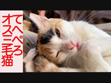 病弱オス三毛猫、武闘派ボス猫と膝上アー写に挑む