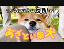 柴犬の可愛いおねだり【アザトイーヌ】