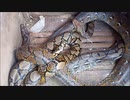 ニシキヘビの交尾