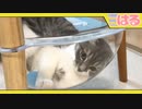 続・子猫の液状化実験 今回はクッソ成功します【召喚獣はる】