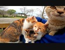 なんとしても膝の上に乗りたい野良猫達