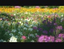 美しい、北海道の春の花畑【素材】