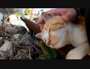 【野良猫時代】咳持ちだったおチビ、親友の有子と