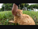 茶トラ猫がくつろぐ公園で一緒になごむ！【野良猫】【感動猫】