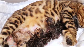猫の出産動画