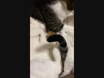 寝てるびびさんにかぶる福さん