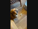 ヨシ！の合図に引っかかりまくる愛犬