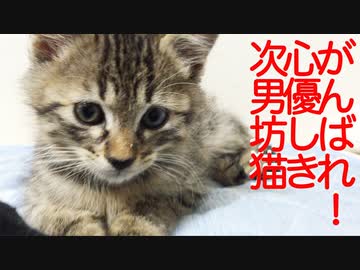 がんばれ！心優しき次男坊猫