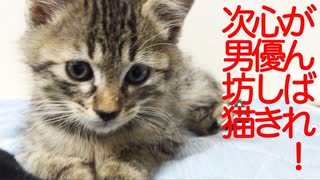 がんばれ！心優しき次男坊猫