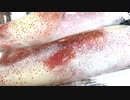 【ミスラングルメ】白イカ（ケンサキイカ）の提灯:島根県で売られている白イカの鮮度
