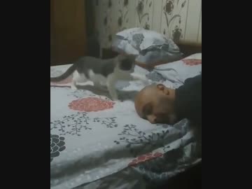 ホモと見るハゲを煽る猫