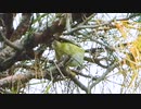 日本最小の鳥