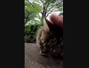 モフモフな毛長猫が可愛い#Shorts【野良猫】【感動猫】