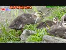 カルガモ親子まとめA組⑥20~24日目（天才!志村どうぶつ園のカルガモ親子）本編切り抜き
