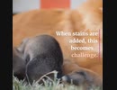 Dogs' Health and Happiness