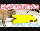 猫は敷いたら何でも寝るのか？いろいろ敷いてみた。猫ベッド量産！おーちゃんねんねし放題