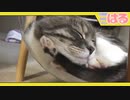 完結・子猫の液状化実験 クッソ高い金出したからな【召喚獣はる】