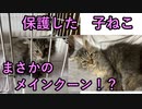 捨て猫を〇〇してやる！【ねこ缶レビュアーズ】４話