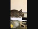 うちのPCが困ったことになりました。withデグー