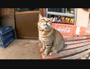 【Cat island】タバコ屋の猫、ちょっと強面だけど実は凄い甘えん坊だった