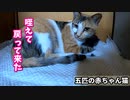 シーツを交換したら…子猫発狂！母猫守る！【生後十五日目-8 五匹の赤ちゃん猫】自分の腕枕で寝る長女 / 第四子グレー目が開く / シーツ荒らしたおチビを怒る