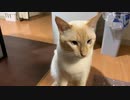 大きなオス猫の鳴き声が予想外にかわいすぎたｗ