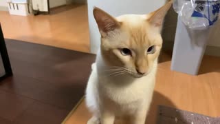 大きなオス猫の鳴き声が予想外にかわいすぎたｗ