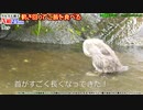 カルガモ親子まとめA組⑦25~32日目【餌付けで迷子の子ガモ 母が見つからない】本編切り抜き