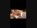 猫が完全にキマった時の動画#Shorts【野良猫】【感動猫】