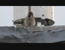 ふくふくスズメさん