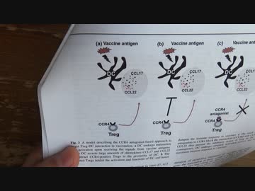Treg細胞とは何か
