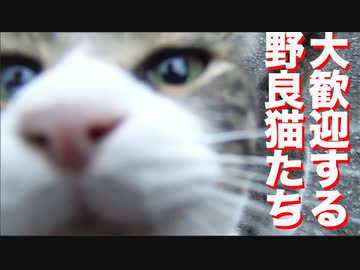 野良猫たちに大歓迎されてみた