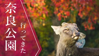 【ゆっくり旅行】秋の奈良公園で鹿と遊ぶ 編 | いいとこめぐり#3